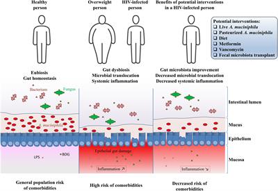 The Bacterium Akkermansia muciniphila: A Sentinel for Gut Permeability and Its Relevance to HIV-Related Inflammation